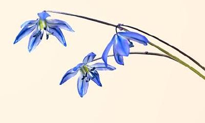 2023年正月十一,是否适合领取结婚证?此时能否举办婚礼呢?