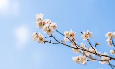 2023年立春头一天出生的婴儿的命运如何?是否会拥有坚韧的命运?