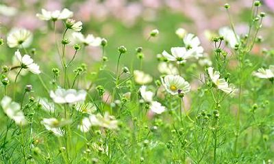 为什么在正月初五要放鞭炮?除了春节之外,还能在其他时候放烟花吗?