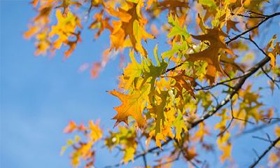 2023年正月初六能够进行祭祀活动,这一天是否适合祭祖?