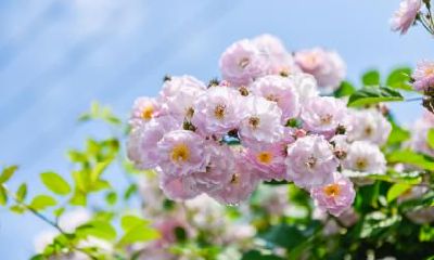 是2023年2月4日立春这一黄道吉日宜定亲?来探讨这场订婚是否涵盖了最好的祝福与意义!