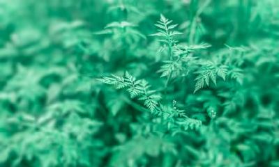 在2023年正月初八的祭祀活动中,应当如何安排?此时黄历上的宜忌是否对祭祀有所指导?