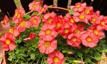 2023年12月24日平安夜适合定婚吗?确定订婚的好日子,有何预兆和注意事项?