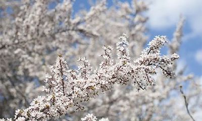 大年初十出生的人应属于哪个五行属性?进行五行属性查询