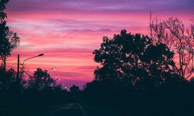 对2019年6月出生的猪宝宝的命运做一详细解析