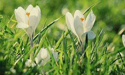 出生于大年初十的属兔人,从命运角度来看,其未来运势将如何发展?