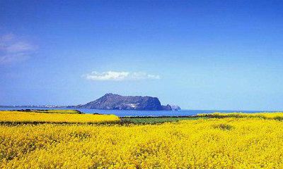 对2019年1月出生的猪宝宝的命运进行详细分析和解读