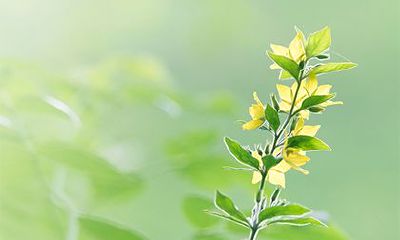 2023年大年初四诞生的宝宝是否拥有天赐福气?是否值得考虑在正月初四选择生育?