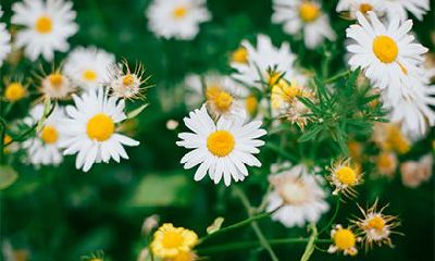 2023年大年初十是否属于传统节日,又称为何种节日?