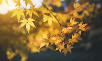 如何在2023年卯兔年农历正月二十九日进行祭祀祭祖活动?