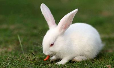 你可能不信,但你的属相很可能是兔!