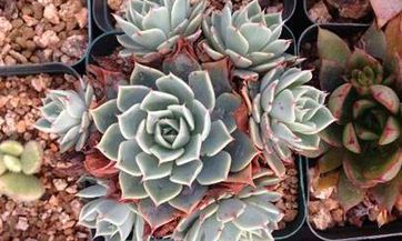 2023年,哪个月份将迎来最多的新生儿?难得一见的百年兔年,是否将成为2023年出生率猛增的推手?