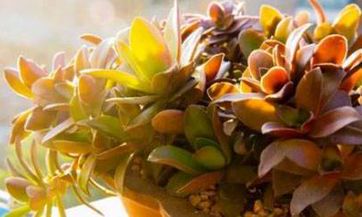 2023年哪个星座将会拥有最顶尖的运势?