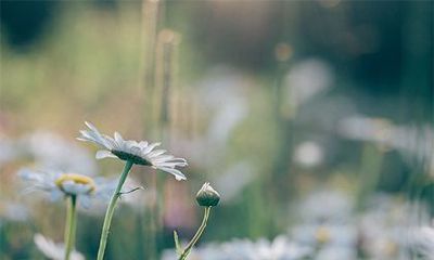 2023年大年初二诞生者的生肖是什么?是否适合选择兔作为出生生肖?