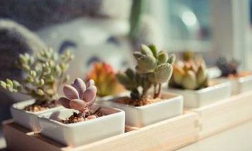 82年生的狗属人一生所能期望的子女数量以及其婚姻生活是否幸福?