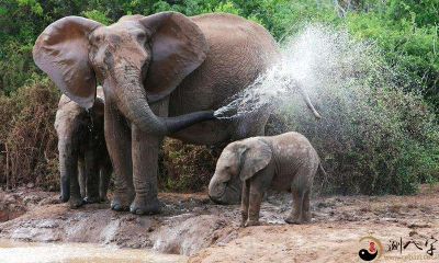 畅游,感到惬意与舒适,恍如身临其境般的美梦:在河中游荡的小象们让我感到安逸且放松