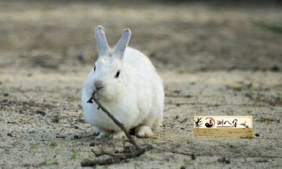 1987属相兔男:对2022年的运势展望