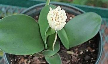 详细介绍2023年农历十一月烧香祈福的吉日日期一览表