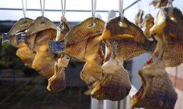 开车与狗相遇后的应对策略:若不幸撞到狗狗,若幸存,应如何处理?