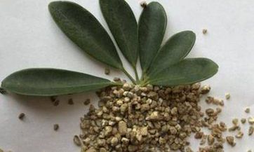 本周生肖牛的整体运势与爱情、财运、事业的详尽分析