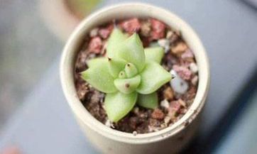 2023年十二生肖中,哪个生肖在3月有着最好的运势呢?