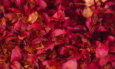 请问2022年的秋社日是什么时候呢?是在9月22日!