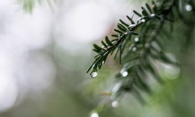 春社日落在何时?是在立春之后的第五个戊日!