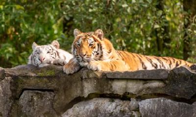 预测1986年属虎人一生可能会面临的挑战和障碍