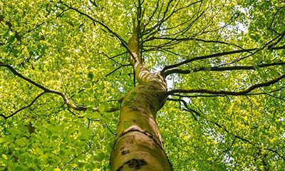 立春前或后进行春社日庆祝活动?民间传统认为春社日有什么禁忌?