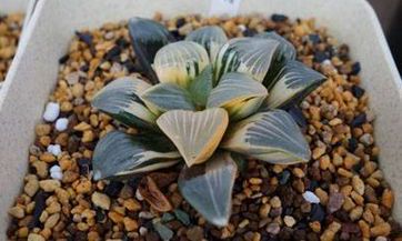 在中国传统文化中,2023年农历二月初八是否为吉祥结婚日?