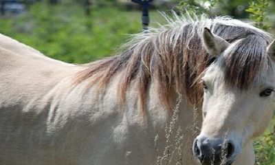 您的马年属相大运将在哪三年来临?
