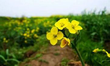 春社日是哪一天?在立春之后的第五个戊日!