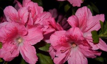 2005年属鸡人遭遇三大劫难:太岁打压、时运逆境、命宫困扰