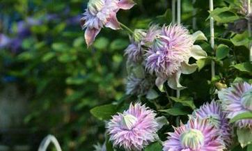 2023年农历十二月初十出生的人属于哪个星座?他们的性格特点和命运如何?