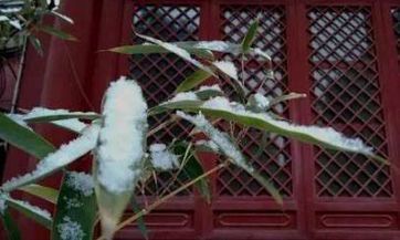 清明节当天未烧纸,次日是否可烧?并探讨为何清明节不宜问“早上好”之理由