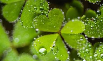 探寻2022年白露节气的具体日期:白露将落在哪个月份的哪个具体日子?同时,还想了解一下关于白露节气的经典诗句有哪些呢?