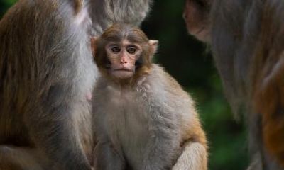 2023年,属猴人最倒霉的月份是哪个?揭秘属猴人在2023年运势最低迷的那个月份!