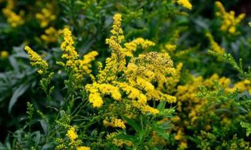 挑选车牌时,连续的双九数字有何吉祥寓意,预示事业长久、财运亨通?