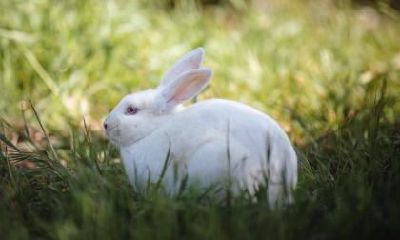 迈入24岁之后,1999年出生的属兔人会迎来何种运势及发展前景?究竟是优秀还是平庸?