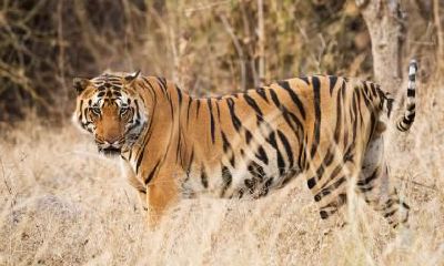 属于生肖虎的人,一生中最可靠的依靠是哪个生肖?