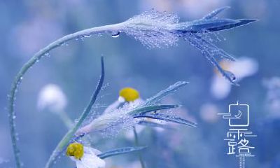 白露开什么花?白露三侯有哪些景象