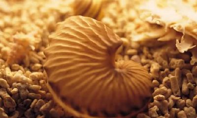 属虎人什么时间出生最好是