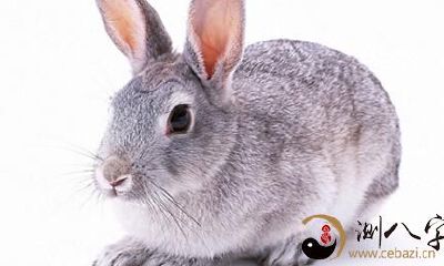 属兔人1951年出生运势