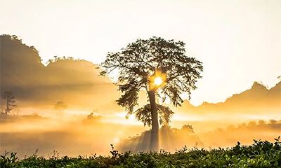 2019平地木命几月出生的好?属猪平地木命好不好?