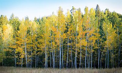 平地木命和长流水命相克吗?平地木命取名禁忌