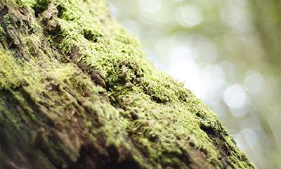 平地木命五行缺什么?平地木命适合什么颜色?