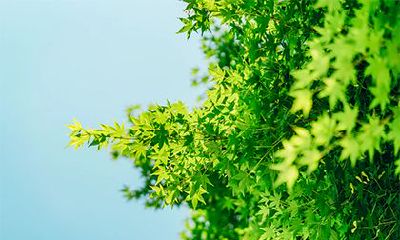 平地木命生在几月最好?平地木命适合住几楼?