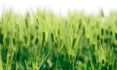 平地木命和什么命相克?平地木命适合做什么行业?