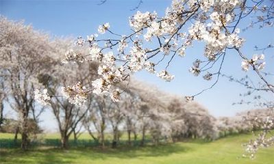 男人遇上桃花劫怎么化解?如何让桃花劫转化为正缘?