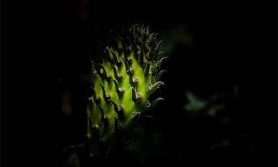 壬寅年农历十二月出生的虎宝宝是什么命